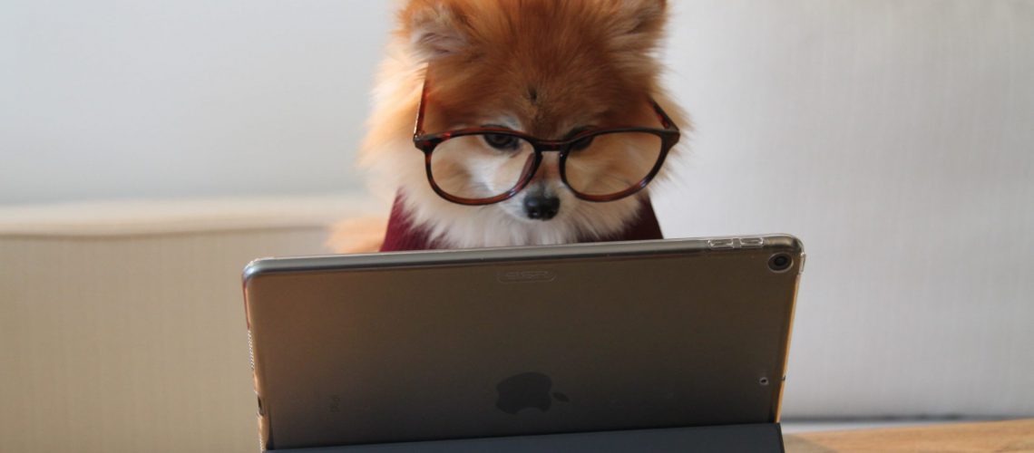Dog reading a blog post from a tablet