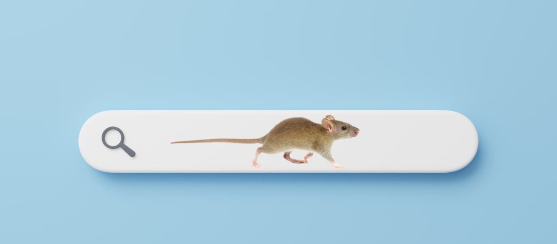Rat with long tail walking inside an online search bar